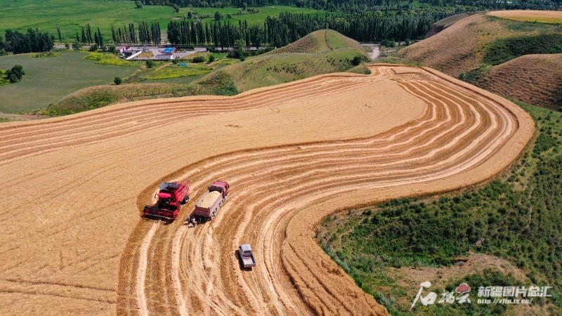 新疆冬小麥大面積單產水平蟬聯全國第一