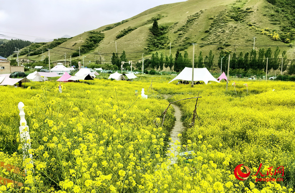 乌鲁木齐南山脚下油菜花飘香，吸引游客在此露营。人民网记者 韩婷摄