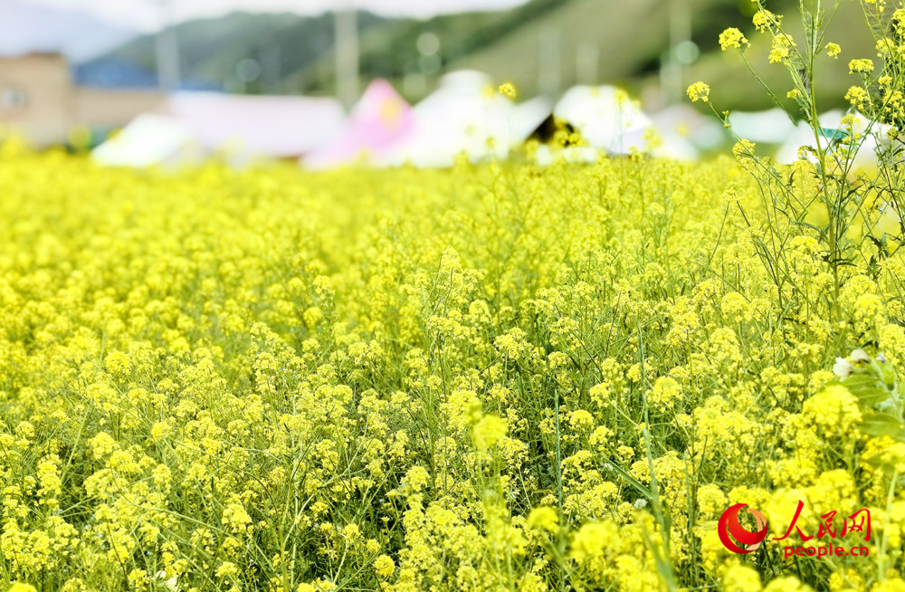 乌鲁木齐南山脚下油菜花盛开。人民网记者 韩婷摄