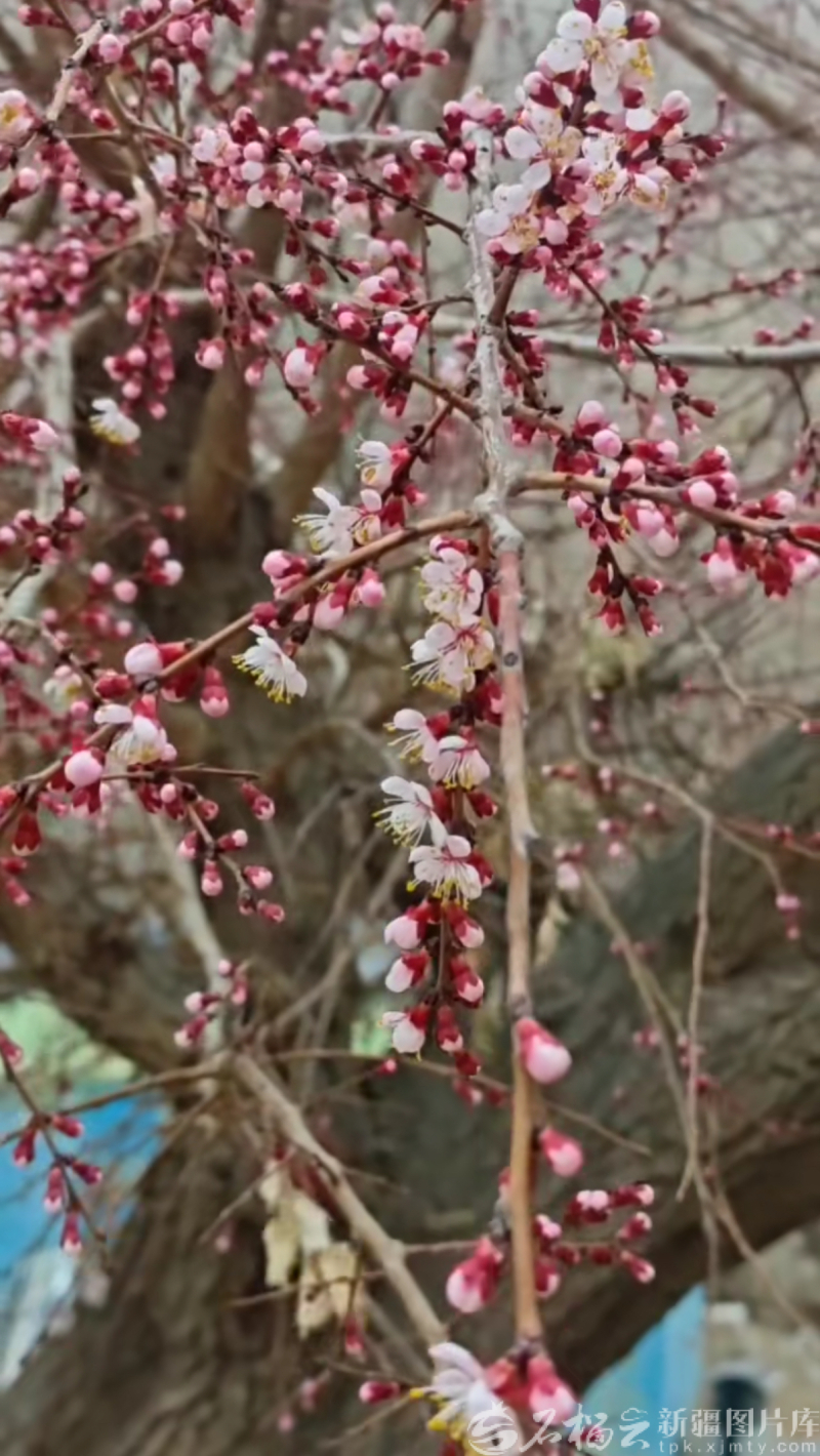 新疆春日文旅热潮奔涌(图1)