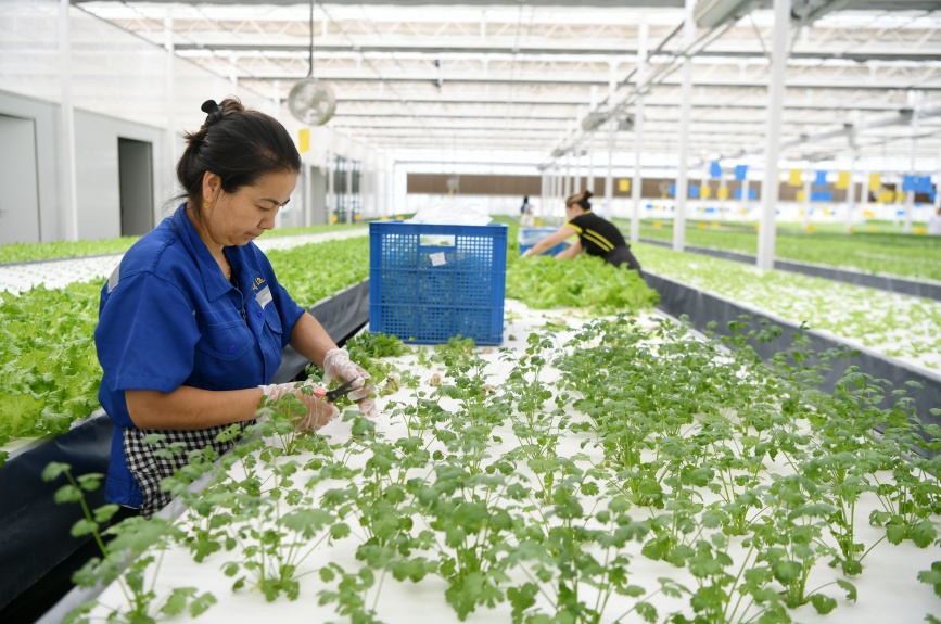 庫車：植物工廠種出“智慧菜”