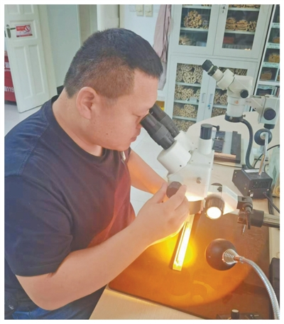 人民日报看新疆丨破译树木年轮里的气候密码（弘扬科学家精神）