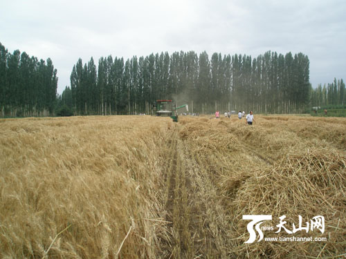 和静县滴灌小麦单产创新疆最高纪录