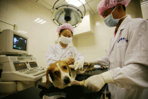 医生们正在给动物志愿者做术前检查