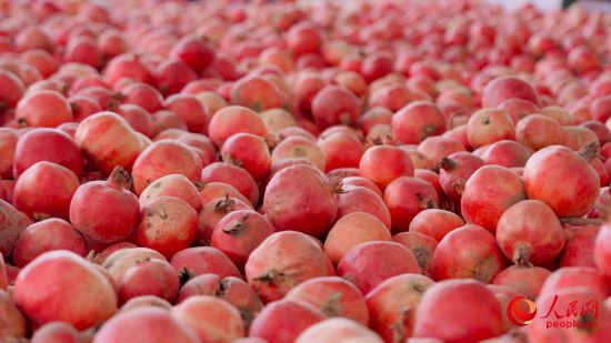 新鲜采摘的石榴。人民网 李欣洋摄 新鲜采摘的石榴。人民网 李欣洋摄